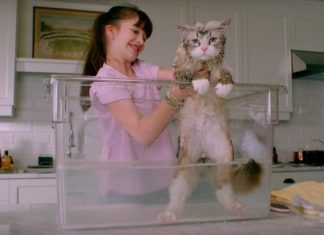 ‘Nove Vidas’: Kevin Spacey fica preso em corpo de gato no trailer da comédia