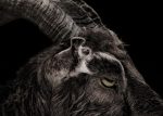blackphillip.jpg.CROP.promo-xlarge2