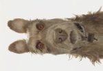 isleofdog