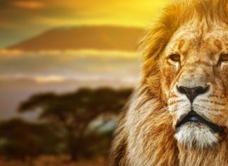 ‘O Rei Leão’ e os próximos remakes live-action da Disney