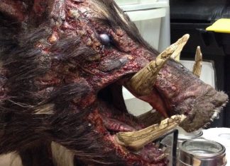 ‘Boar’: Terror australiano com javali assassino ganha novo cartaz