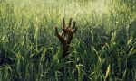 inthetallgrass_1