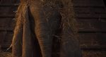 dumbo5