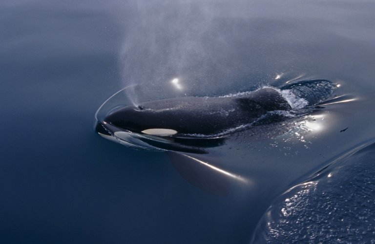 Keiko star of ‘Free Willy’ movie. Orca/killer whale (Orcinus orca). Vestmannaeyjar, Westman Islands), Iceland.