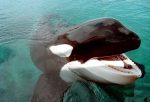 KEIKO THE KILLER WHALE LEAVING THE OREGON COAST AQUARIUM TO BE TAKEN TO ICELAND, NEWPORT, OREGON, AMERICA – 09 SEP 2003