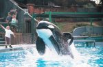 freewilly_3