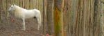 unicornio2