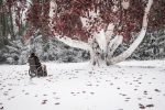 Game of Thrones (10)