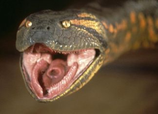 ‘Titanoboa’: Terror com cobra gigante está em desenvolvimento!