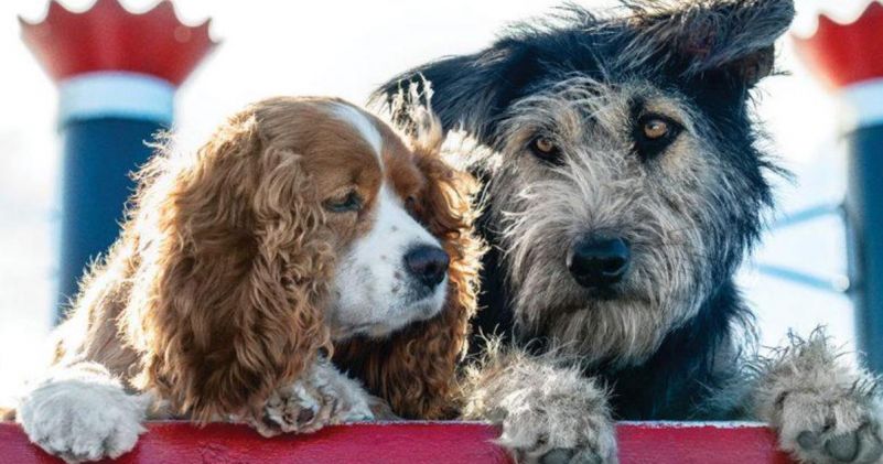 Cachorro protagonista de A Dama e o Vagabundo foi resgatado de