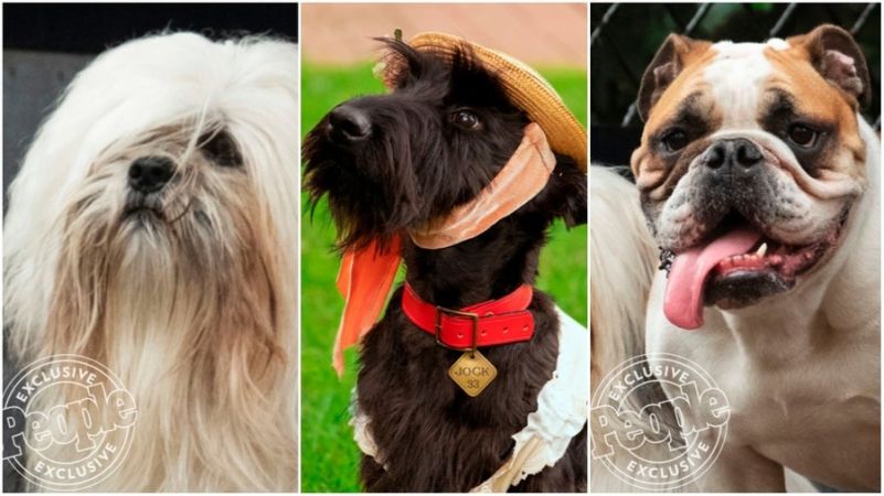 Filme live action de 'A Dama e o Vagabundo' tem elenco com cachorros  resgatados