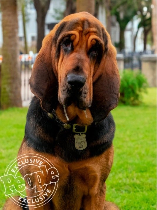 Cão da versão realista de A Dama e o Vagabundo foi encontrado em