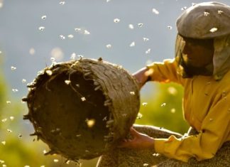 Crítica | Honeyland – Aposta para o Oscar 2020 é belo retrato sobre isolamento e natureza