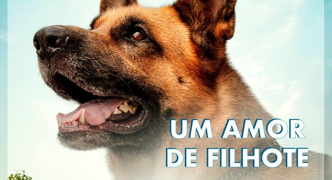 um amor de filhote