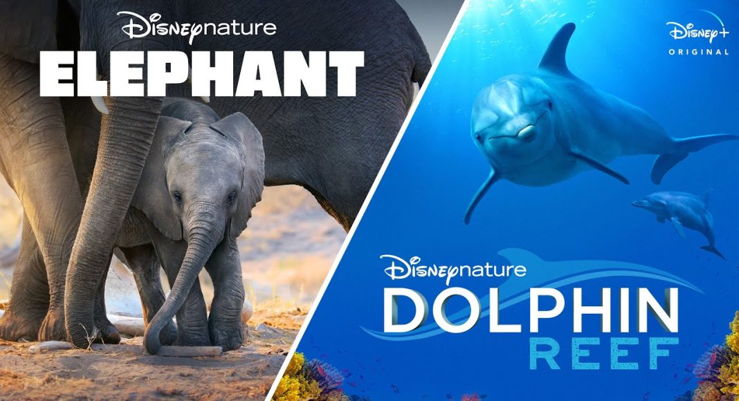 elefante_2
