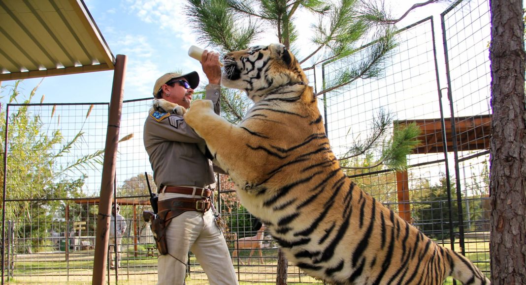 máfia dos tigres