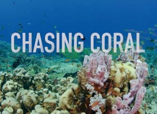 ‘Em Busca dos Corais’: Netflix libera documentário COMPLETO no Youtube; Assista!