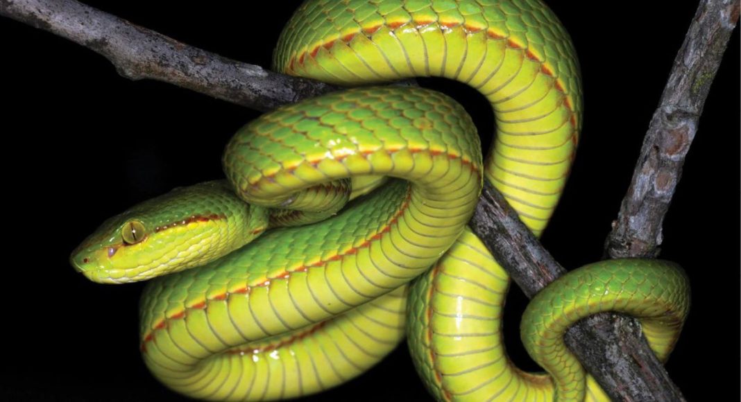 salazar sonserina
