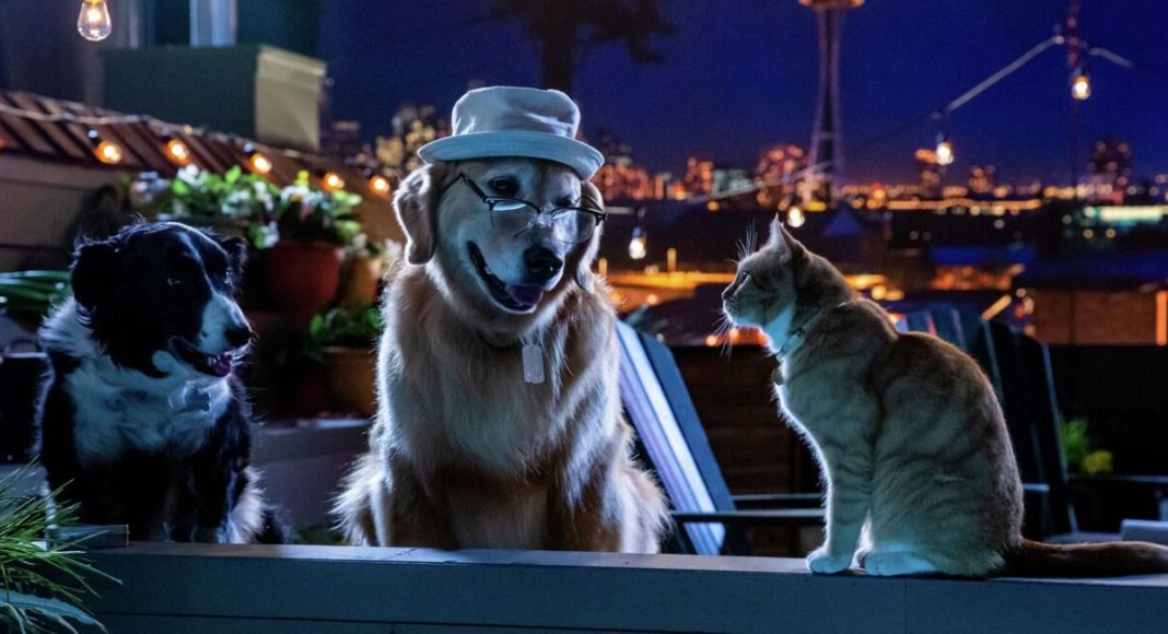 como cães e gatos 3