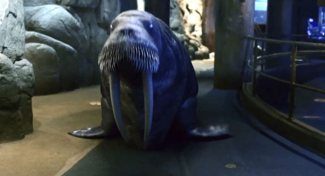 aquarium-of-the-dead