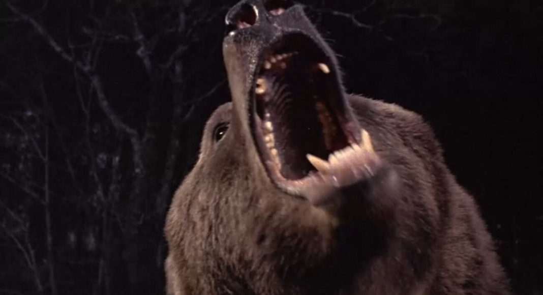 bear