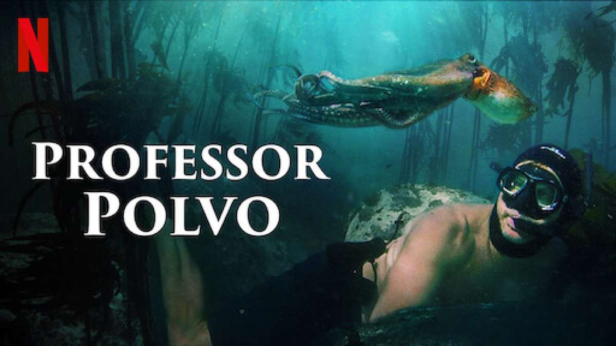 Crítica | Professor Polvo – Indicado ao Oscar da Netflix é um documentário  simples sobre vida marinha | CinePOP