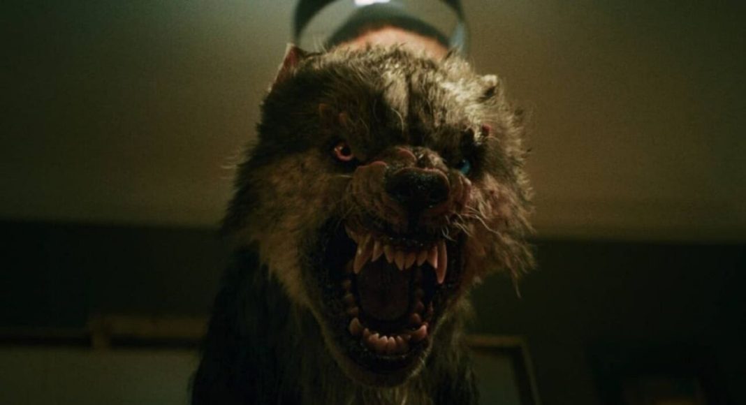 wolf