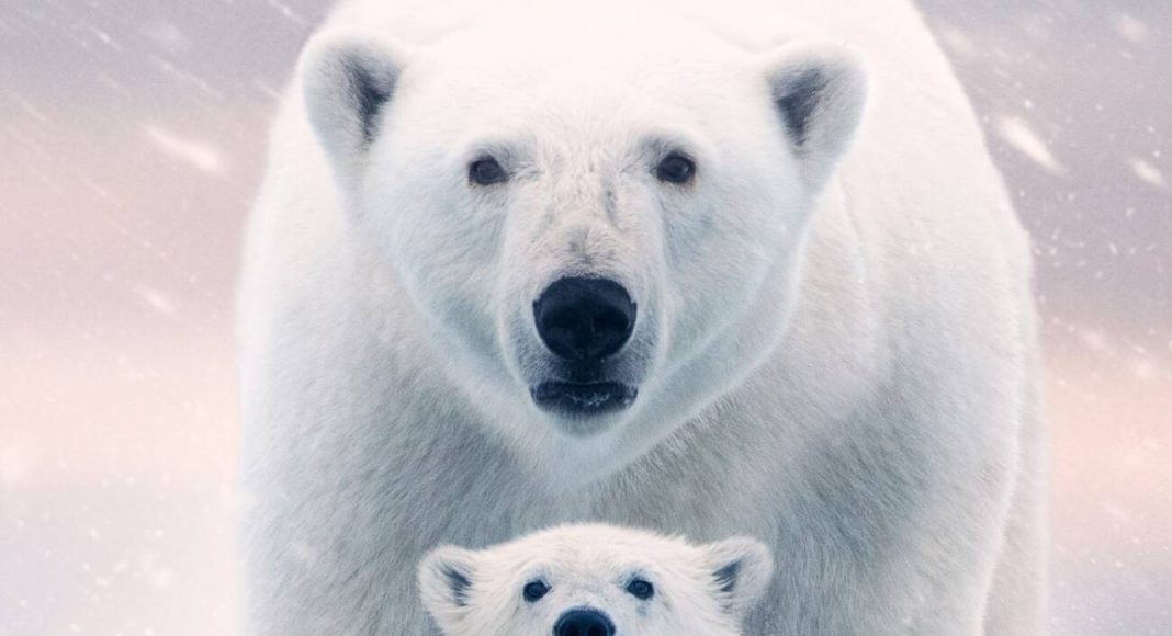 a ursa polar