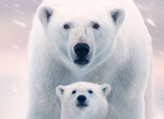 ‘A Ursa Polar’: Documentário já está disponível no Disney+!