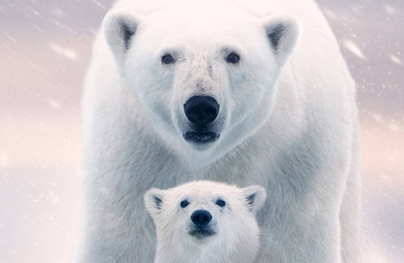 A Ursa Polar': Documentário já está disponível no Disney+! - CinePOP