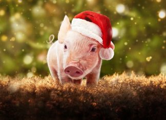 Crítica | Nosso Natal na Fazenda – O ‘Babe, O Porquinho Atrapalhado’ Natalino da Netflix