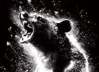 Diretora de ‘O Urso do Pó Branco’ comenta sobre possível SEQUÊNCIA