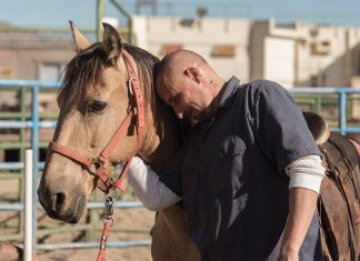 10 Ótimos filmes para quem AMA Animais
