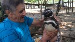 pinguim2