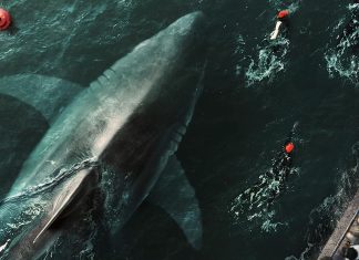 Nadadores e tubarão gigante vistos de cima.