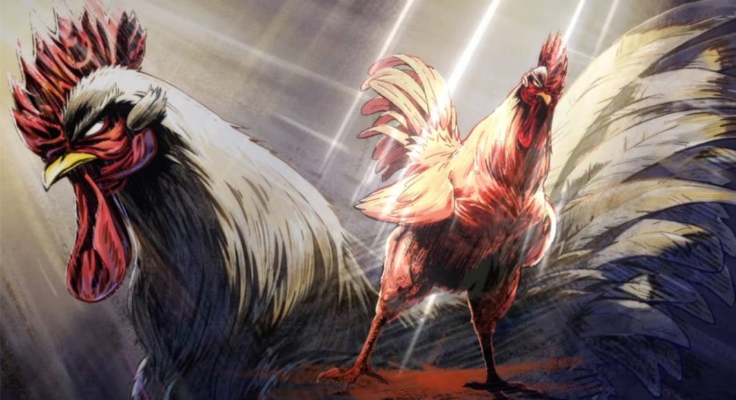 rooster fighter' (2) rooster fighter' (2)
