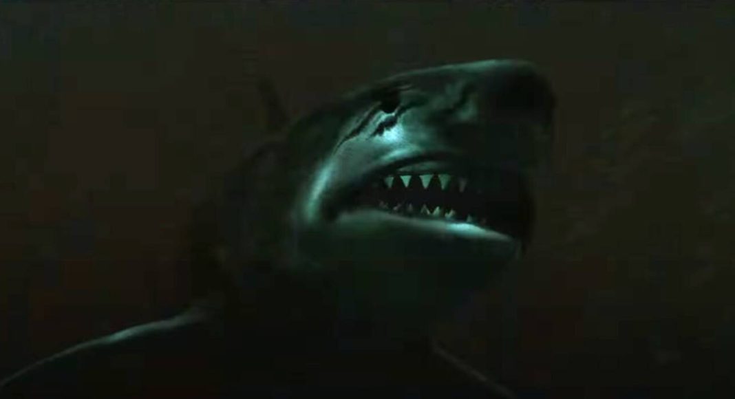 shark warning shark warning
