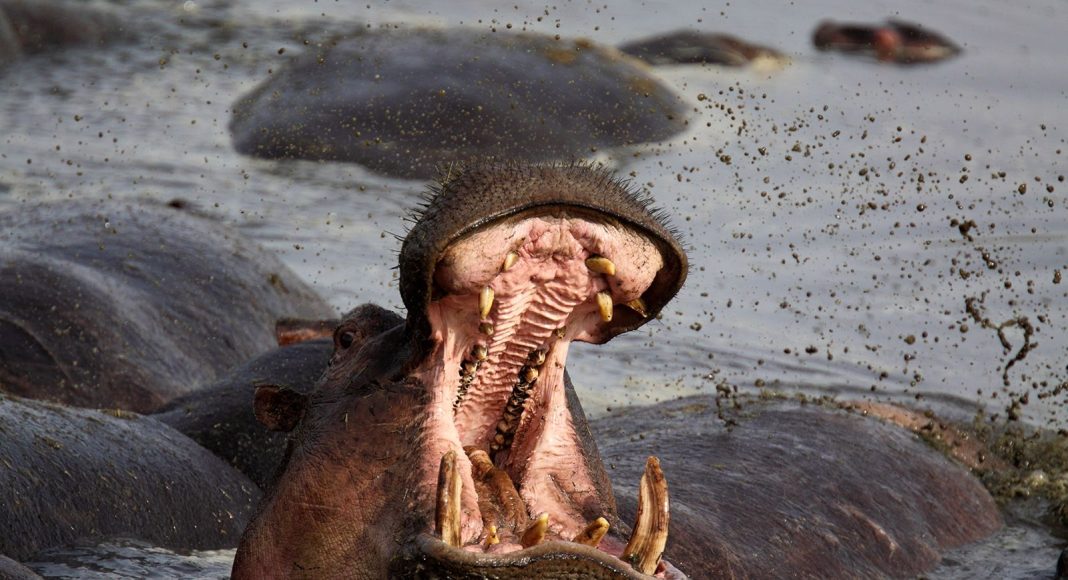 230411150258 01 hippo attack top 230411150258 01 hippo attack top