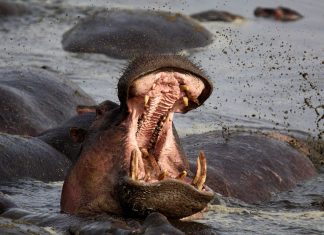 230411150258 01 hippo attack top