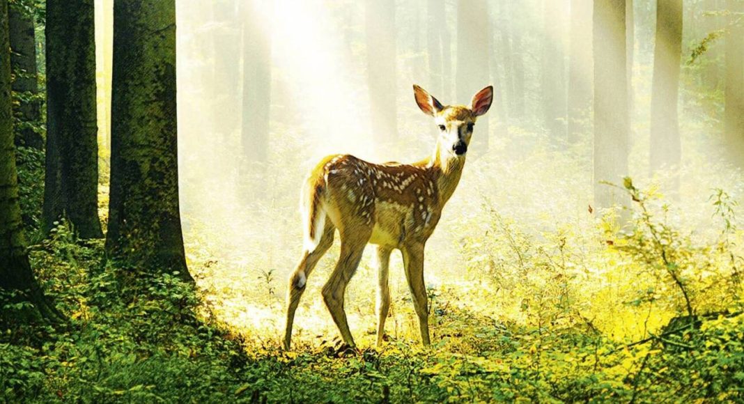 Filhote de veado em floresta iluminada