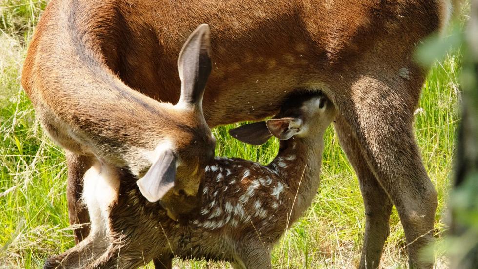 Filhote de veado mamando em campo verde