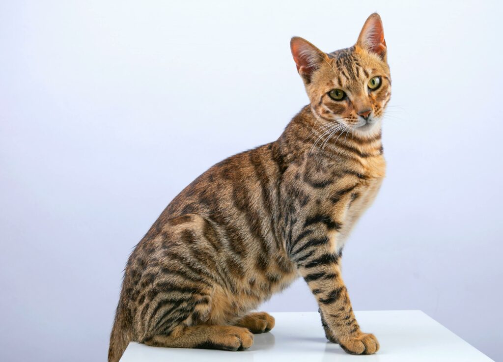 bengal 1024x737