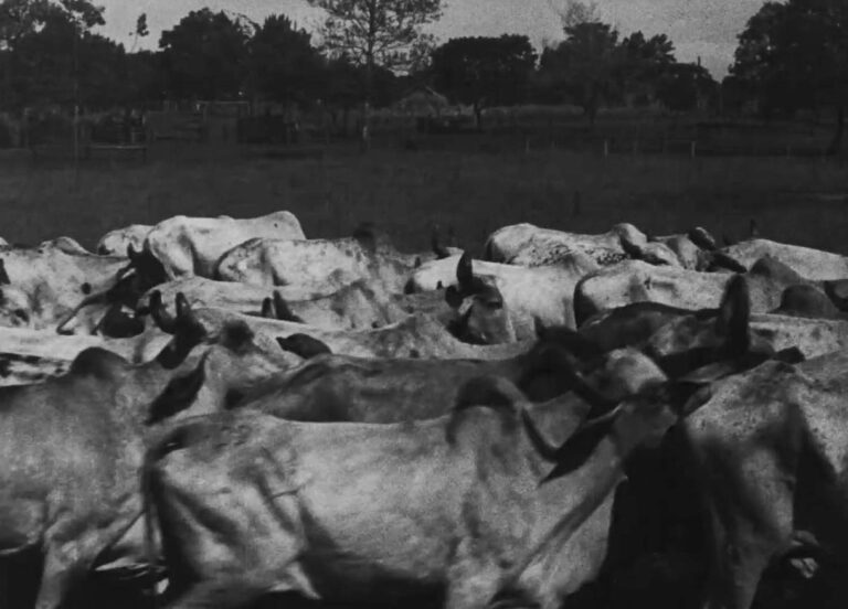 Crítica | ‘Os Ruminantes’ – Doc revela os motivos de um filme nunca feito e considerado AMALDIÇOADO [CineOP 2025]