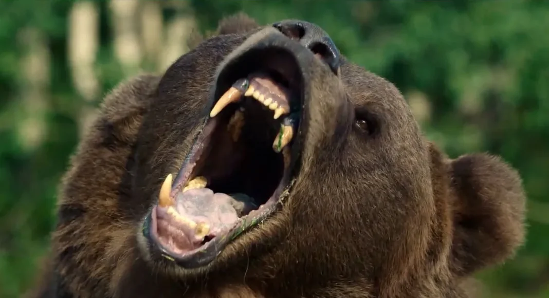 Grizzly Night
