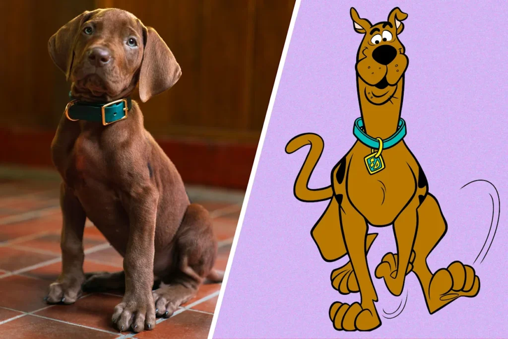 scoobydoo