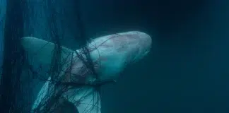 Água Invadida, filme exibido no Bonito CineSur 2026
