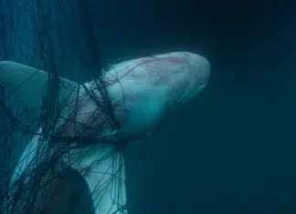 Água Invadida, filme exibido no Bonito CineSur 2026