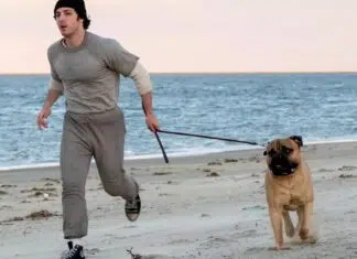 ‘Eu Sou o Rocky’: Anthony Ippolito se TRANSFORMA em Sylvester Stallone no emocionante trailer do filme sobre a vida do ator