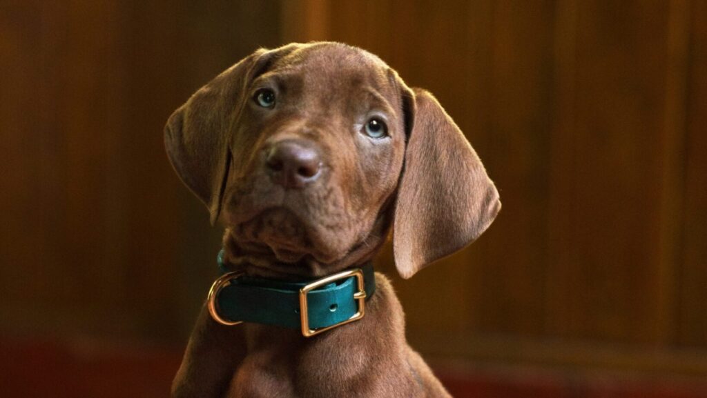 ‘Scooby-Doo’: TERMINAM as filmagens da série live-action da Netflix!