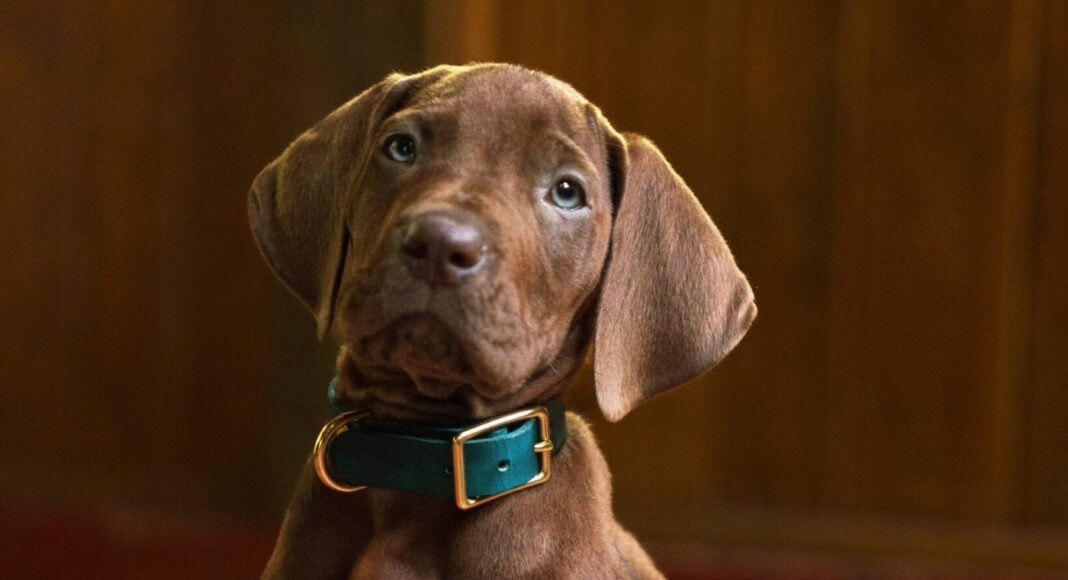 scooby-doo